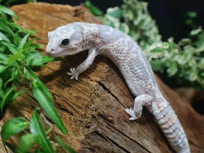 Whiteout Ghost African fat-tailed gecko morph