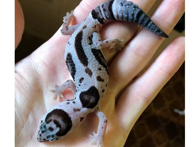 whiteout Oreo African fat tailed gecko morph 