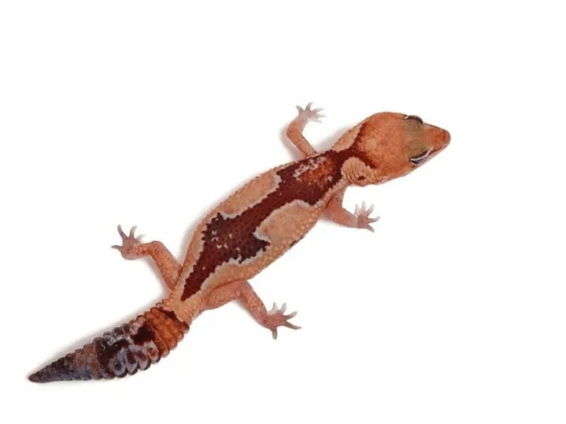 Zulu African fat-tailed gecko
