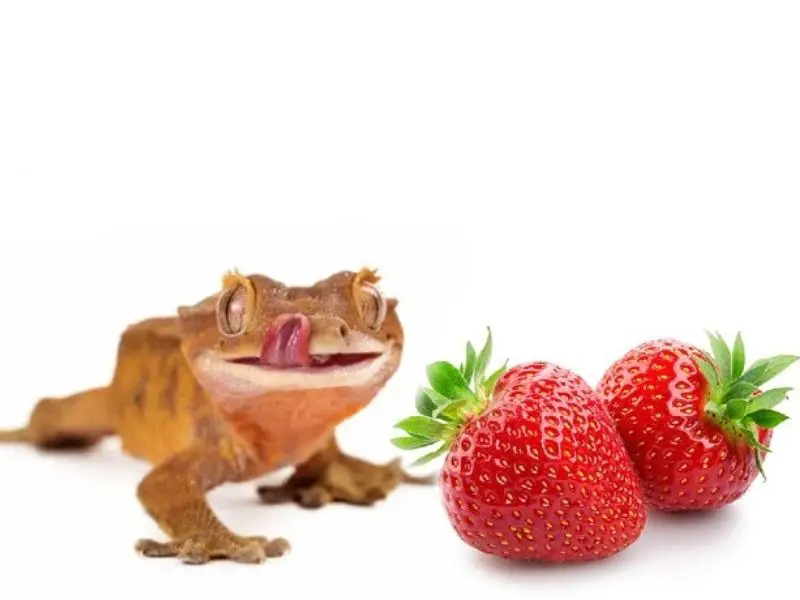 crested gecko eating strawberries