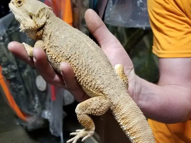 do-bearded-dragons-like-being-pet-and-held-being-reptiles