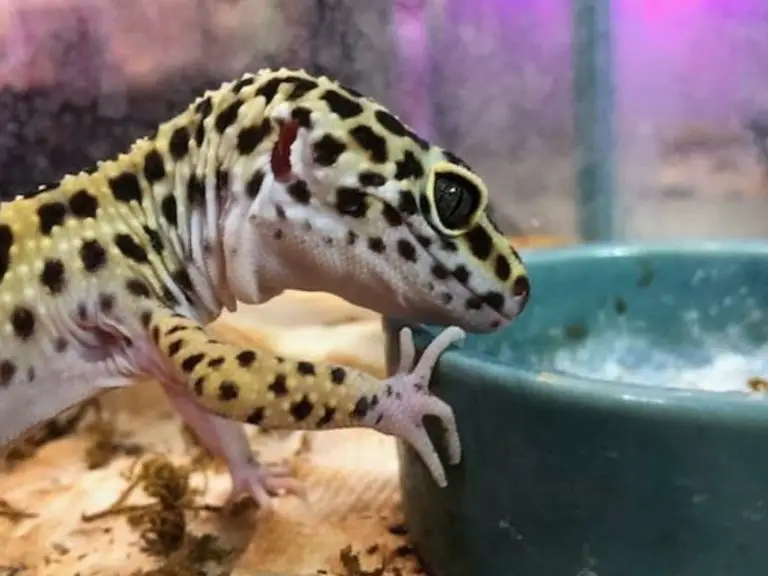 leopard gecko eat mealworm beetles