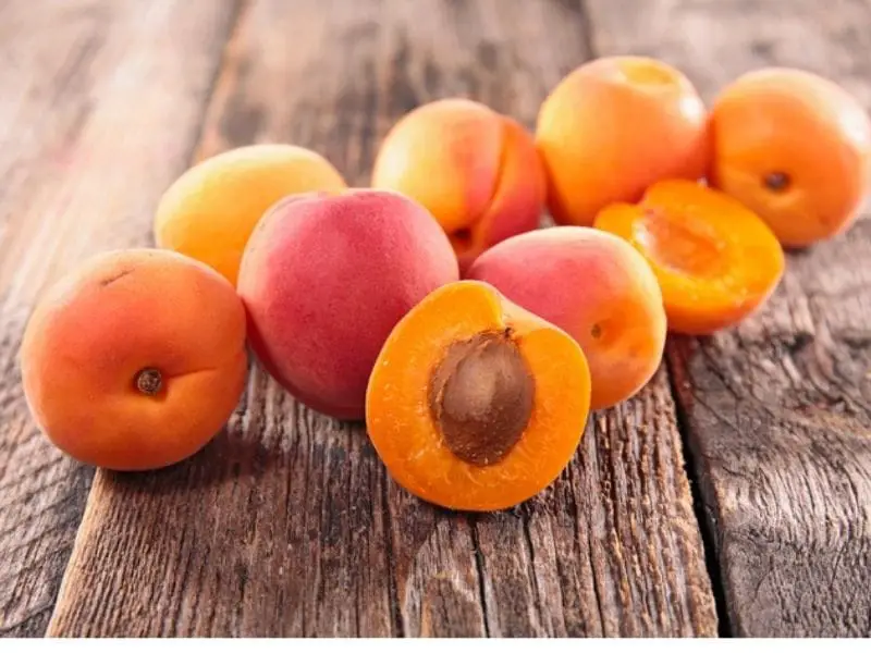 Apricots  for your crested gecko 