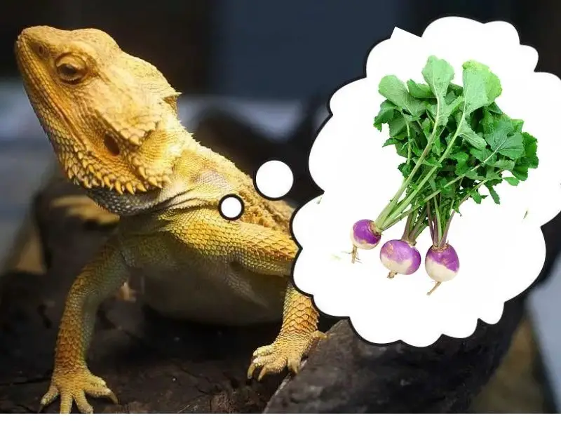 can bearded dragons eat turnip