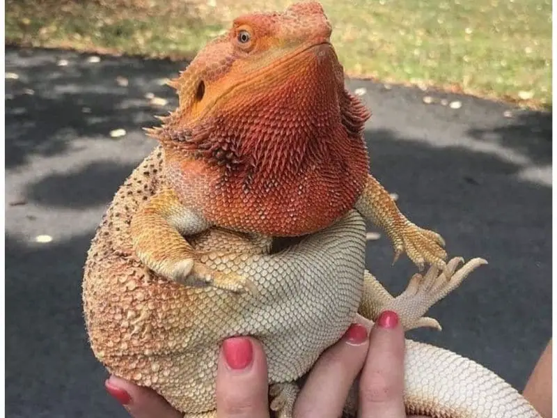 Overweight Bearded Dragon