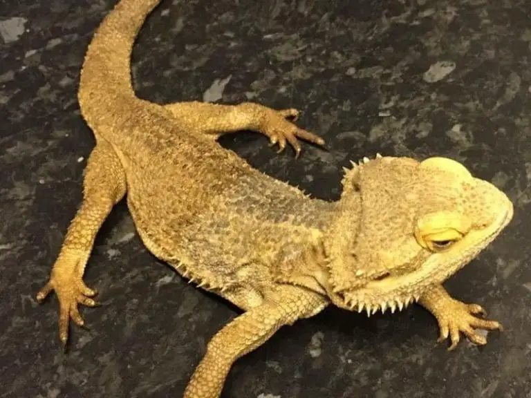 Underweight Bearded Dragon - Help a Skinny Beardie Gain Weight | Being ...