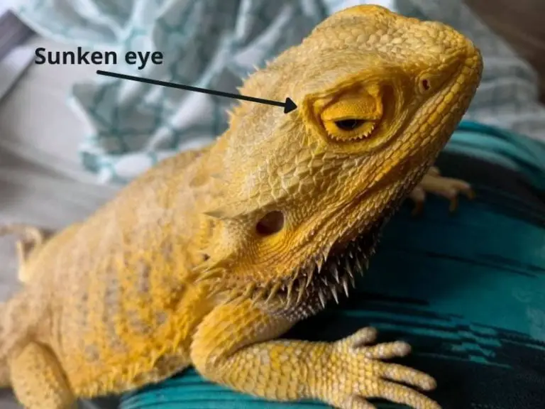 Bearded dragon sunken eyes