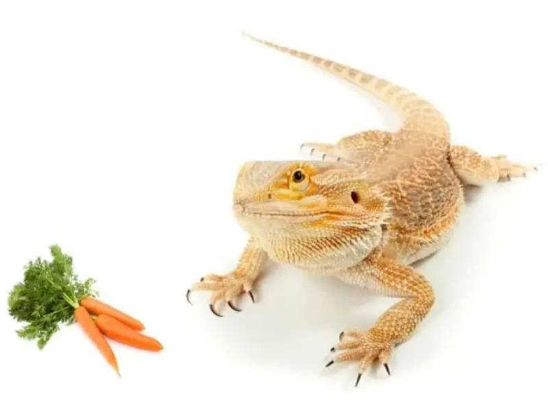 bearded dragons eating carrots