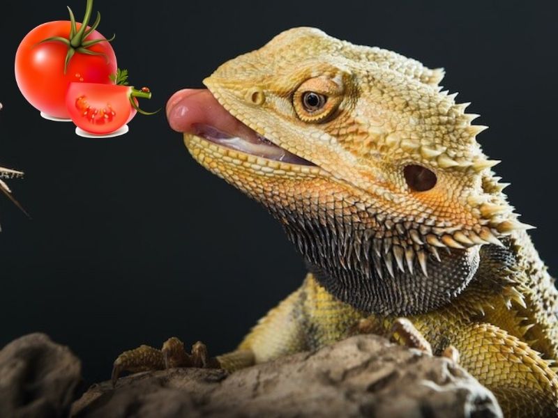 can bearded dragons eat tomatoes