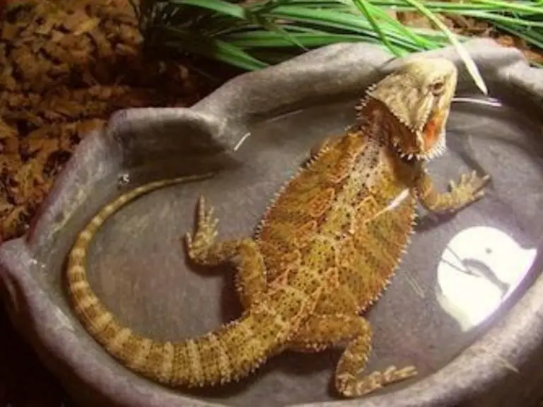 do bearded dragons absorb water through skin