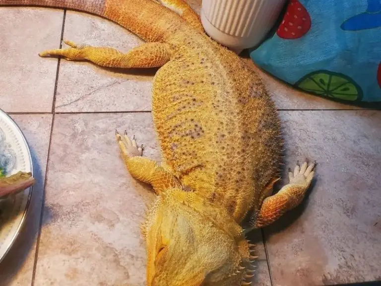 bearded dragon laying flat