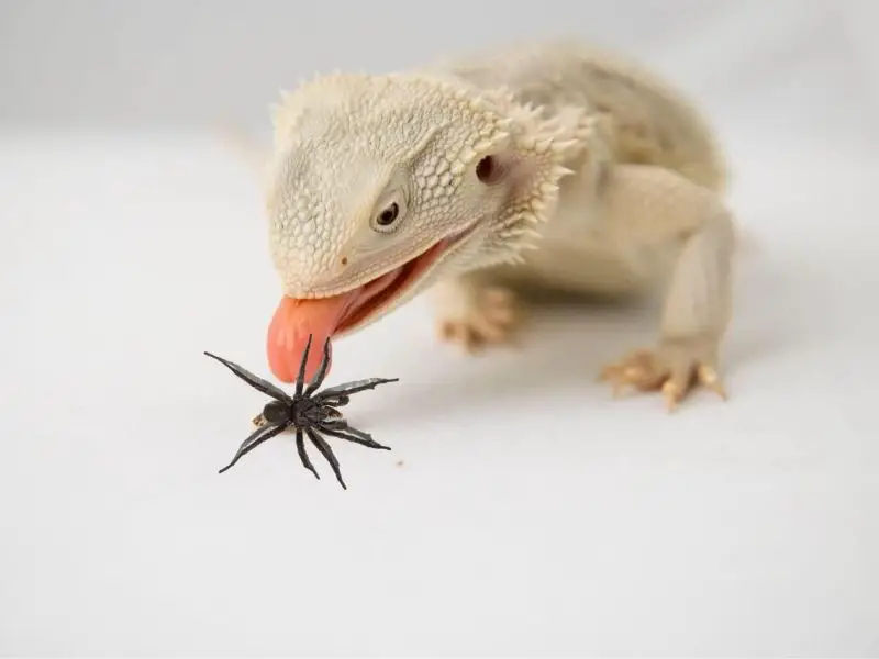 Bearded Dragon Eating Spiders