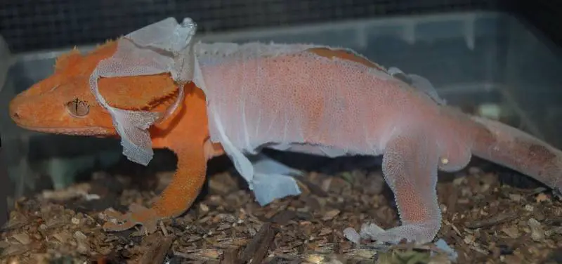 crested gecko shedding