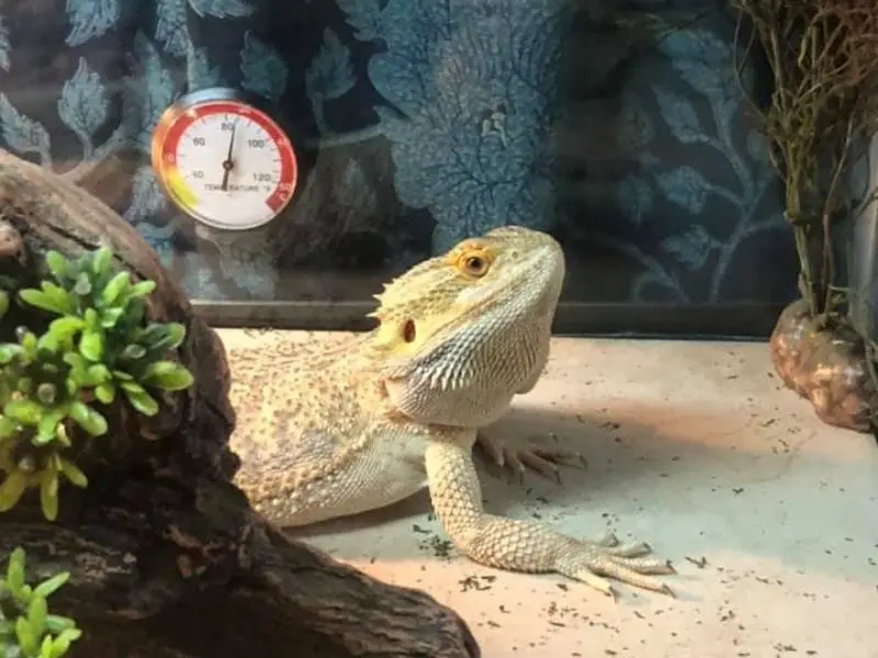 how long bearded dragon can go without heat