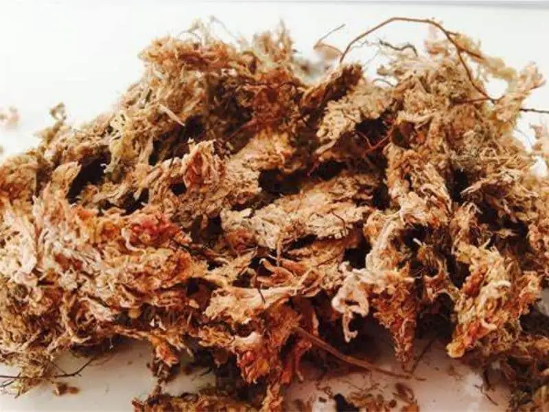 Sphagnum moss for crested gecko