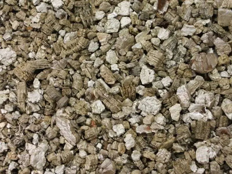 Vermiculite substrate for crested gecko
