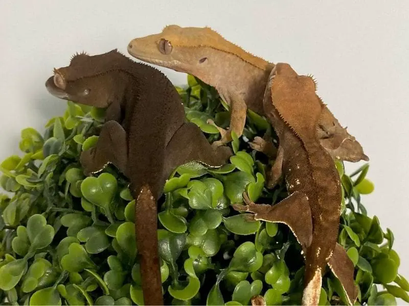 Substrate for Crested Geckos
