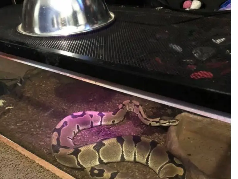 Ball python heating