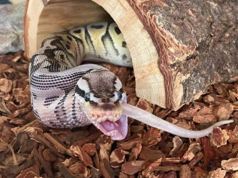 Ball python eating