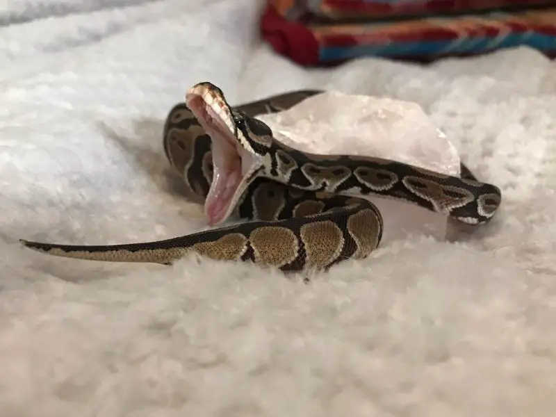 ball python yawning
