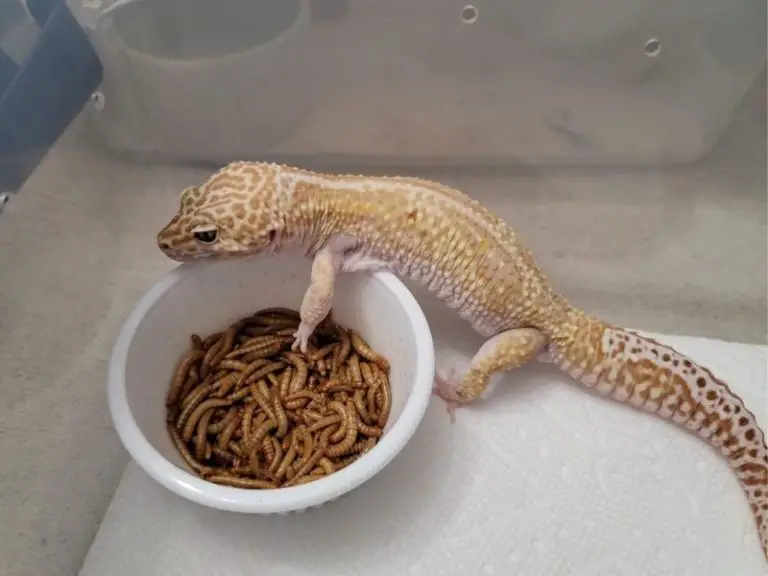 leopard geckos eating dried mealworms