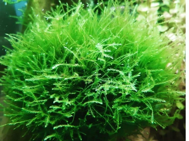 Java Moss for axolotl tanks