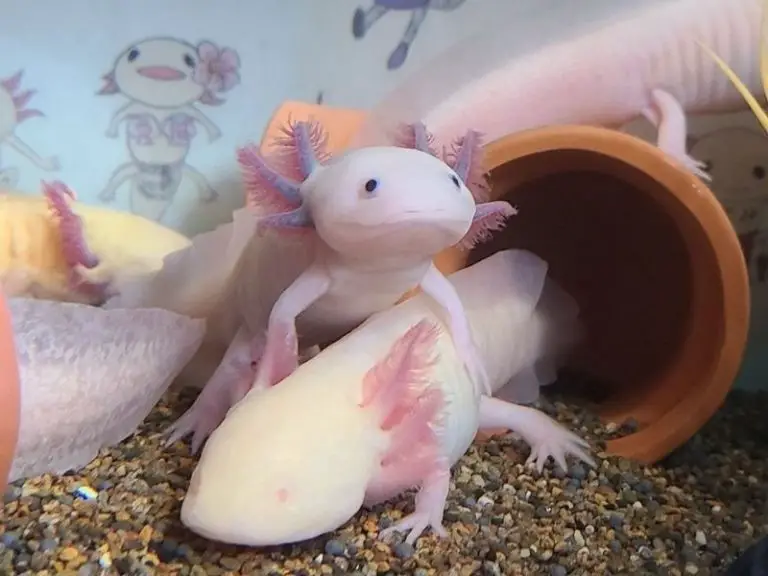 axolotl tank mates