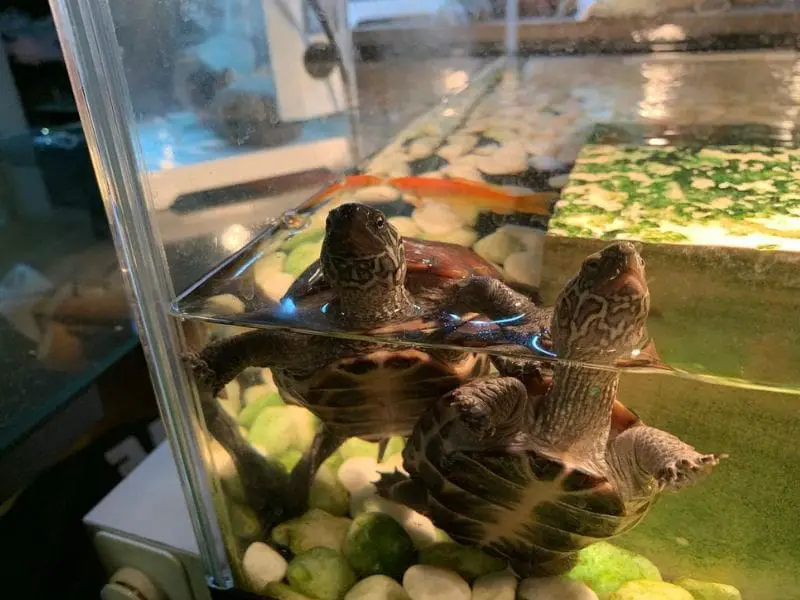 Can Turtles Drown