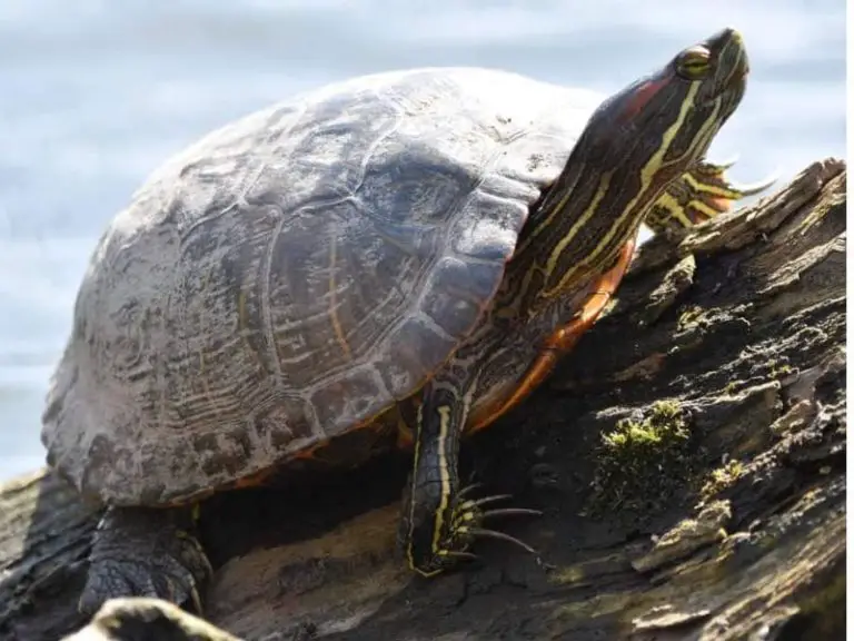 How Big Do Red-Eared Sliders Get