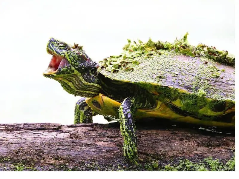 How Long Can a Red-Eared Slider Go Without Food