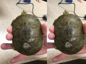 Red-Eared Slider Shell Rot: What it Looks Like and Treatment | Being ...