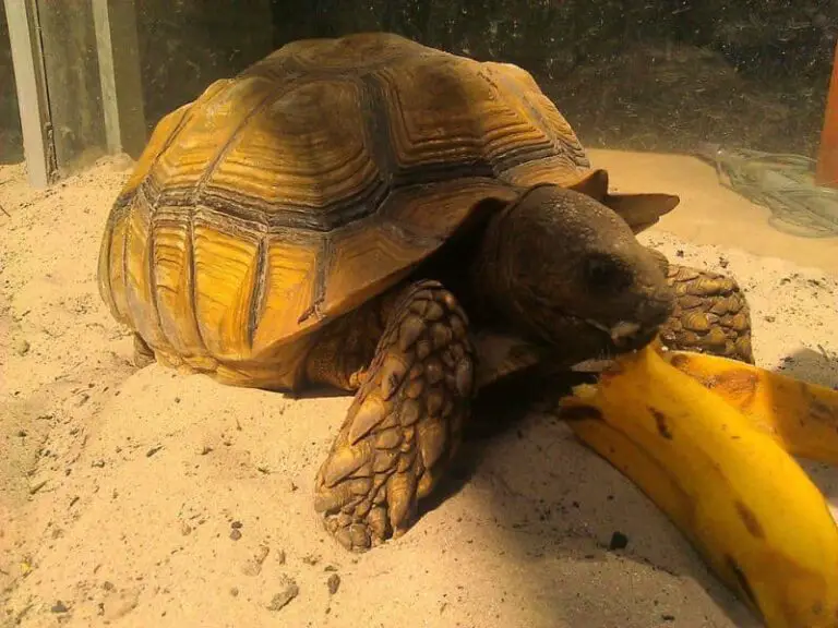 Turtle eating banana
