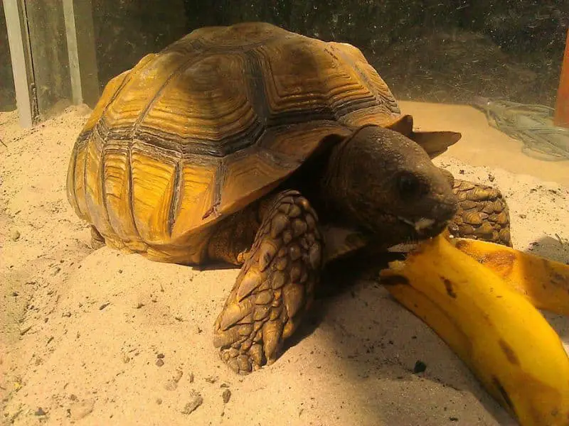 Can Turtles Eat Bananas