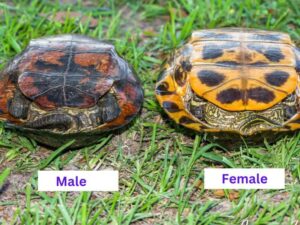 Red Eared Slider Male Or Female How To Tell The Difference Being   Female And Male Red Eared Slider Tails 1 Min 300x225 