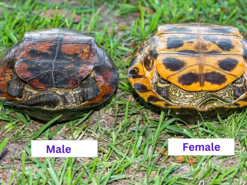 Female and Male Red eared slider Tails