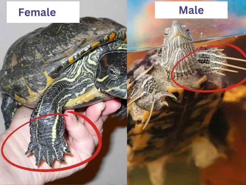 Red Eared Slider Male Or Female How To Tell The Difference Being   Male Vs Female Red Eared Slider Claw Length 