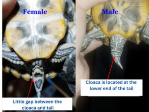 Red-eared Slider Male or Female - How To Tell The Difference | Being ...