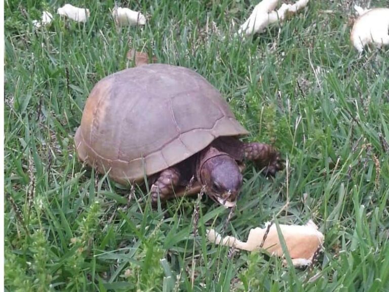 Turtle eating bread