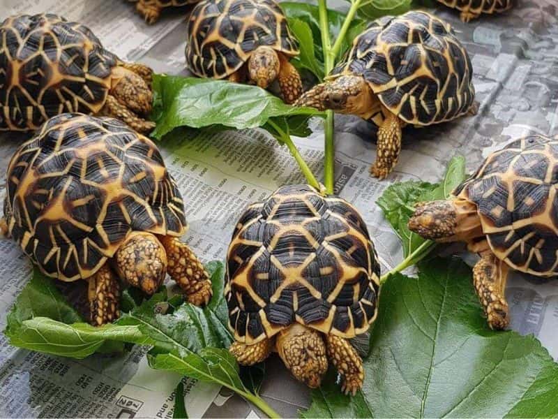 how long can turtles live without food