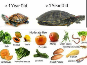 Best turtle food for red-eared sliders | Being Reptiles