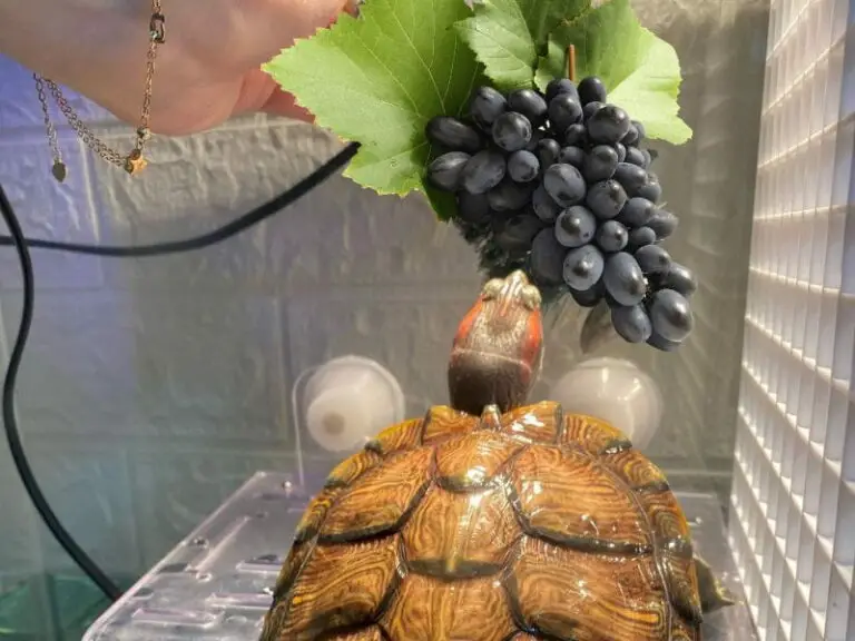 can turtles eat grapes