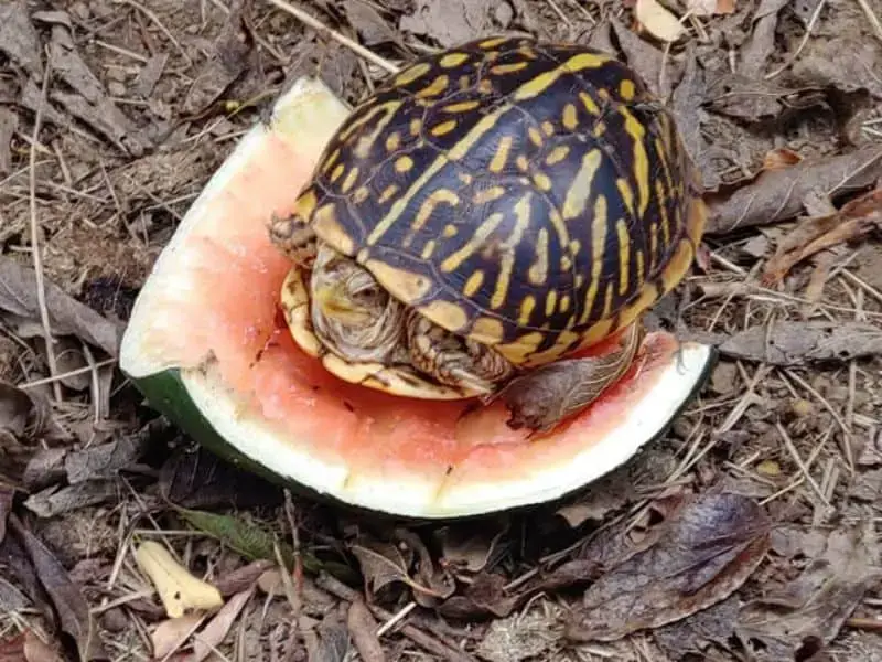 can turtles eat watermelon