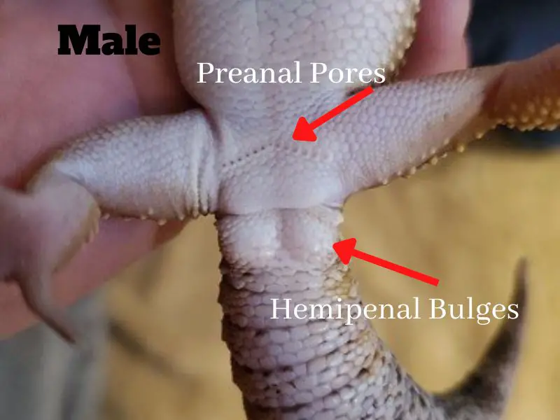 Male vs Female Leopard Gecko