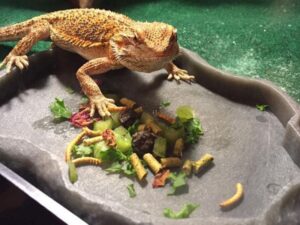 How Many Mealworms to Feed a Bearded Dragon: Guide for Adult and Baby ...